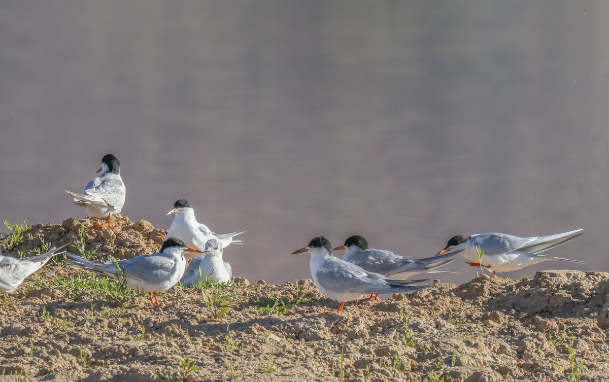 Forster's Tern - Diane Hoy