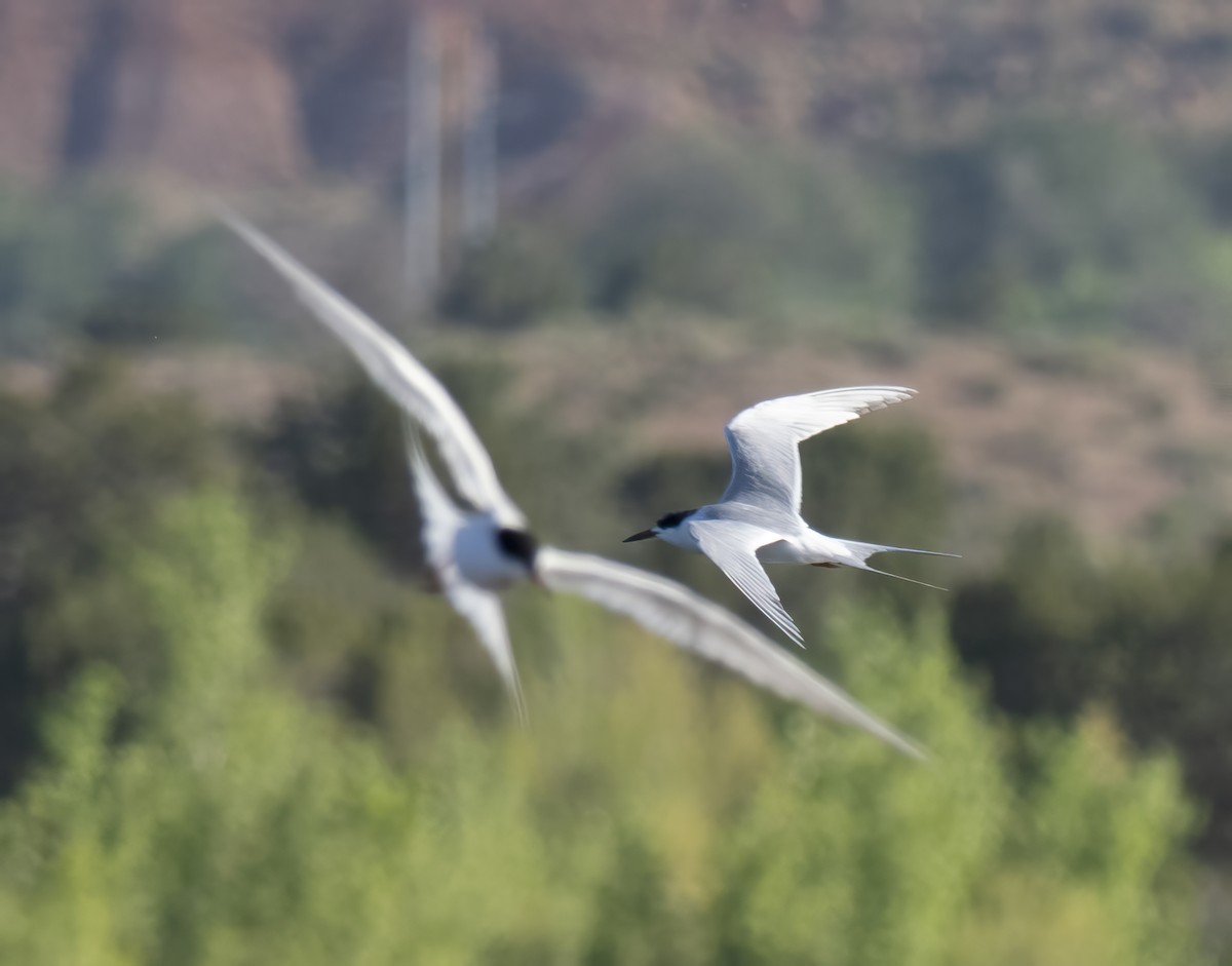 Forster's Tern - Diane Hoy