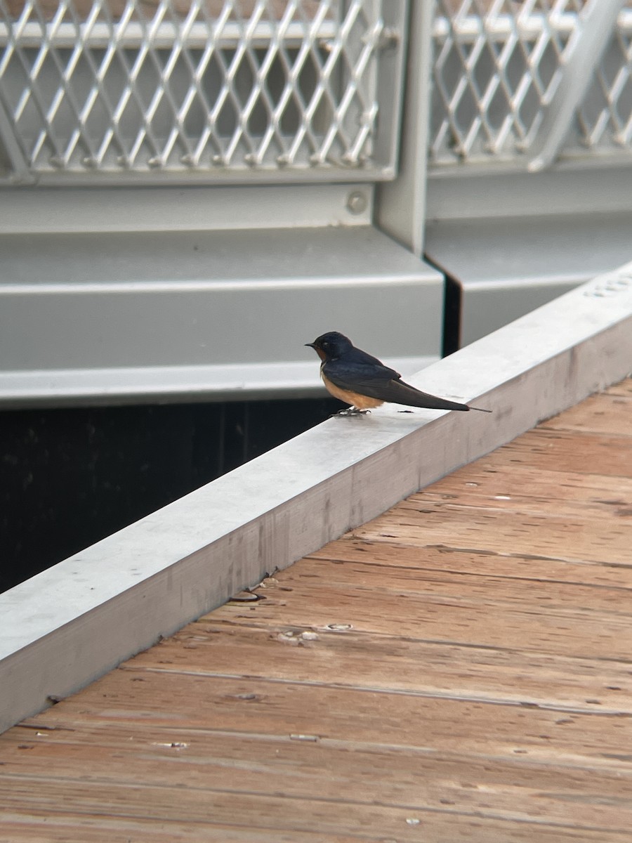 Barn Swallow - Matthew D