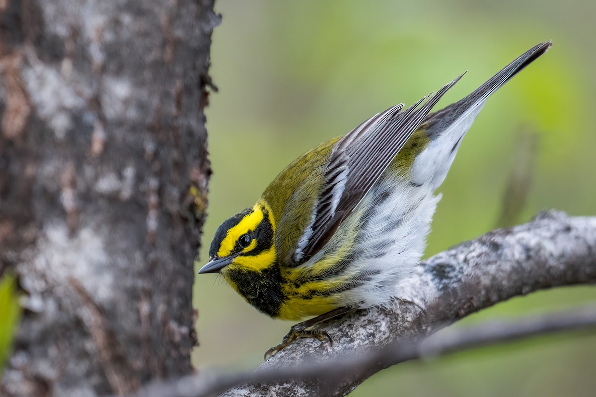 Townsend's Warbler - ML619239252