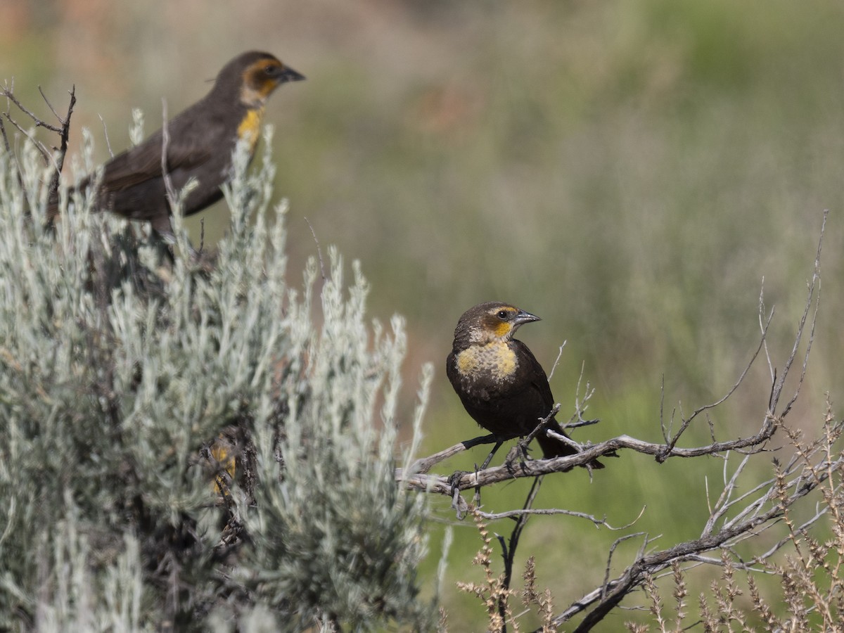 Yellow-headed Blackbird - Diane Hoy