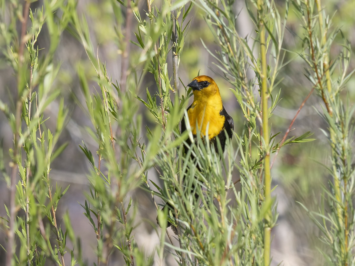 Yellow-headed Blackbird - Diane Hoy