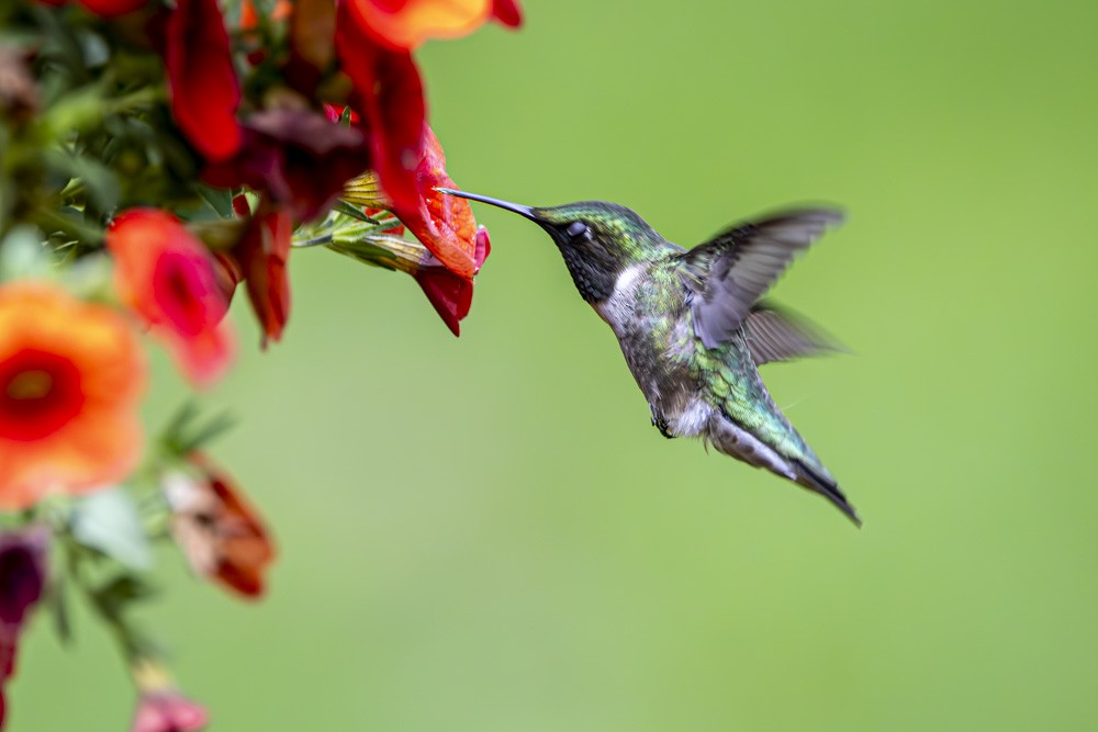 Ruby-throated Hummingbird - Alan Wells