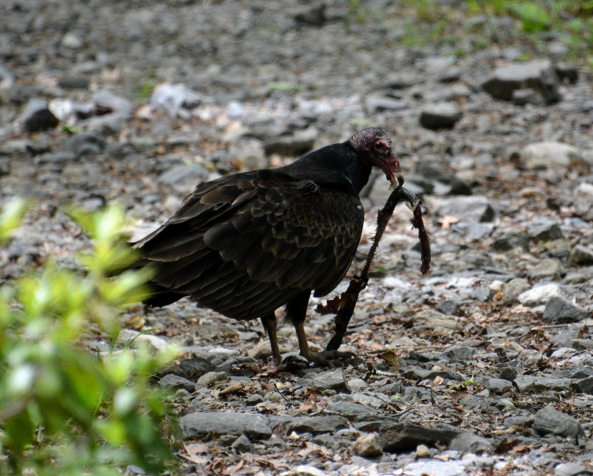 Turkey Vulture - Ed Bailey