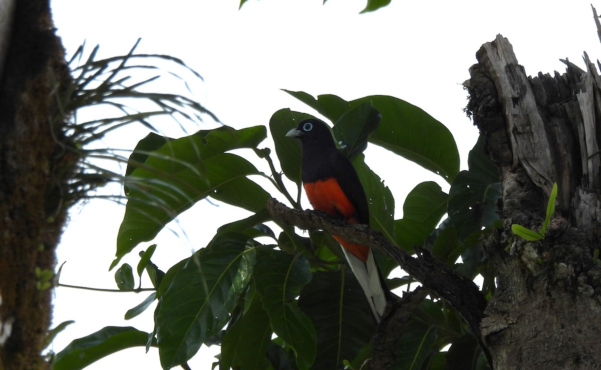 Trogon de Baird - ML619239303