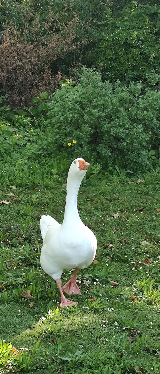 Graylag Goose (Domestic type) - Amélie S