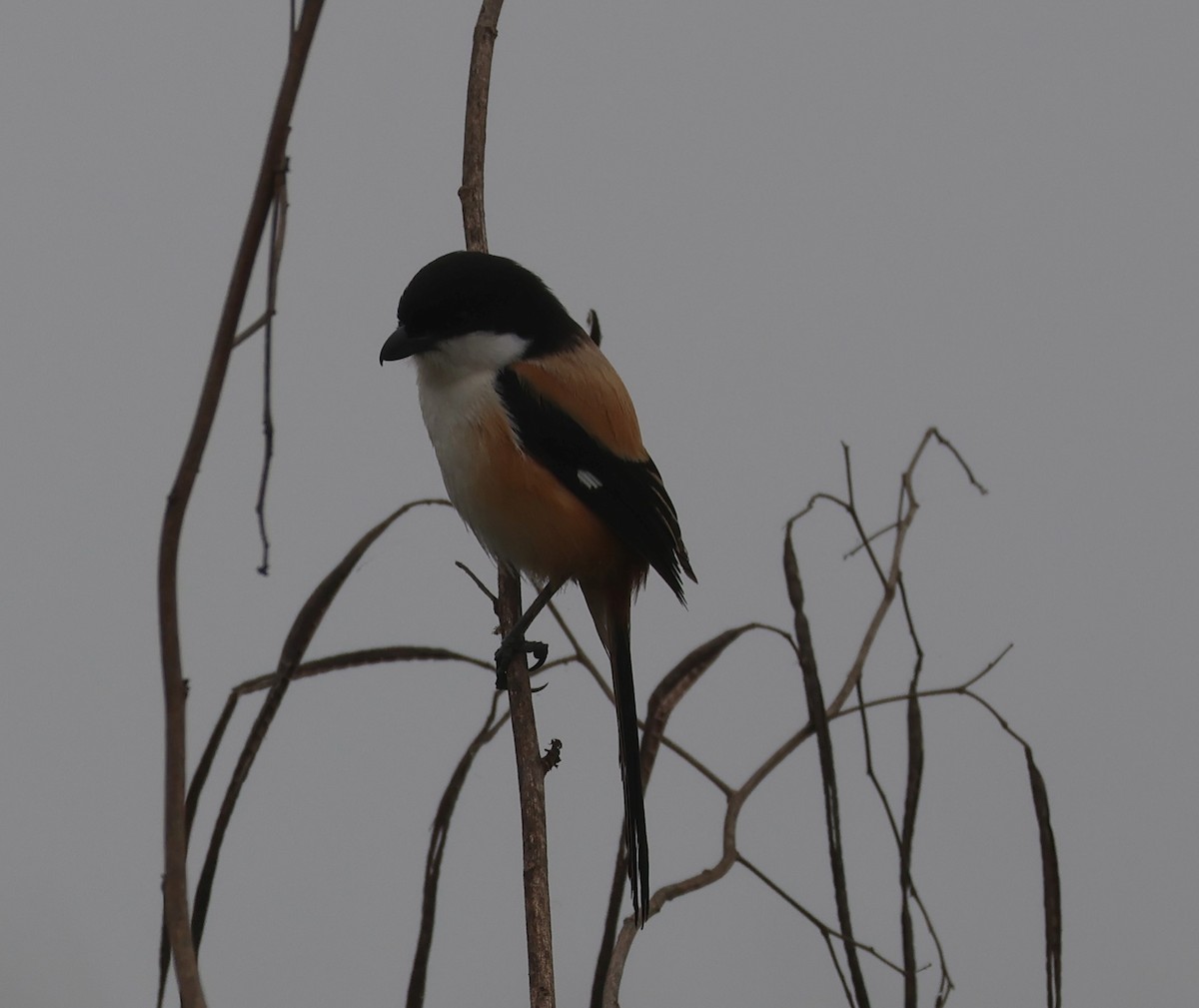 Long-tailed Shrike - Ayan Kanti Chakraborty