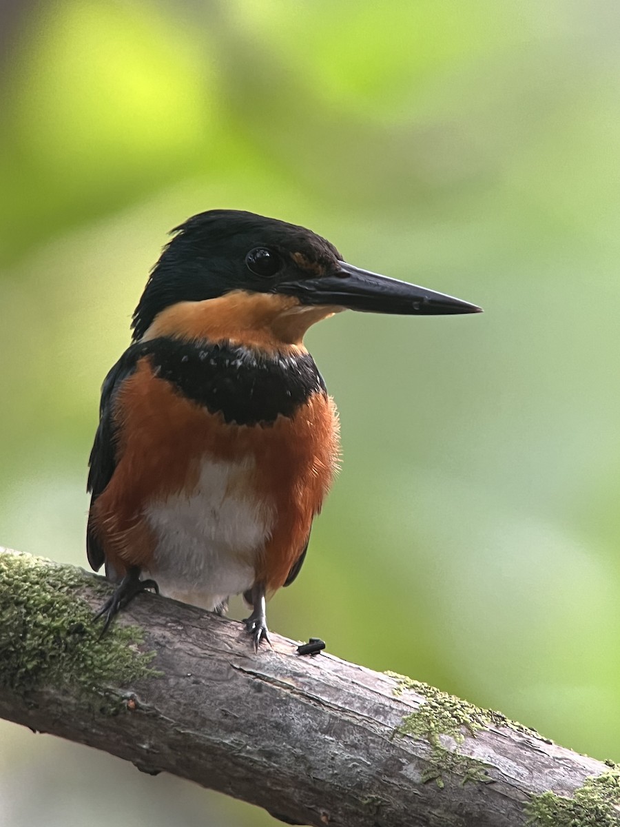 American Pygmy Kingfisher - Brenda Sánchez