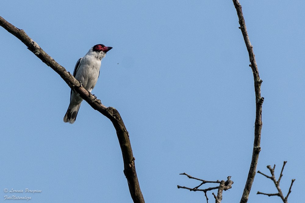 Masked Tityra - lorenia Peregrine