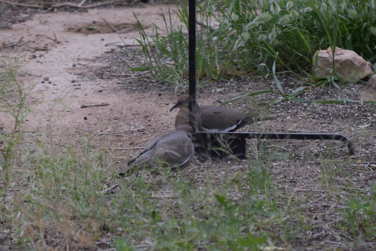 White-winged Dove - ML619239324