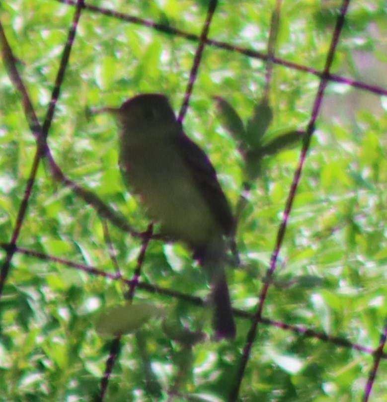 Western Flycatcher - Elliot Wallis