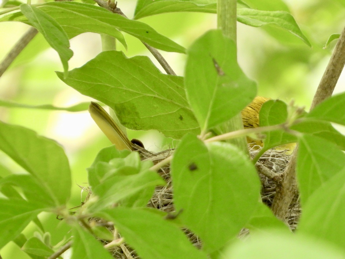 Yellow Warbler - Kisa Weeman