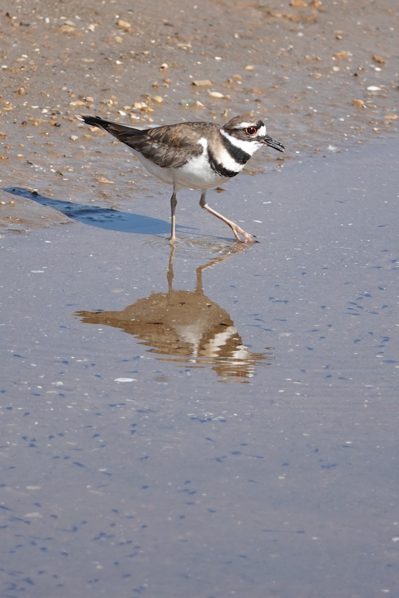 Killdeer - Jack Scott