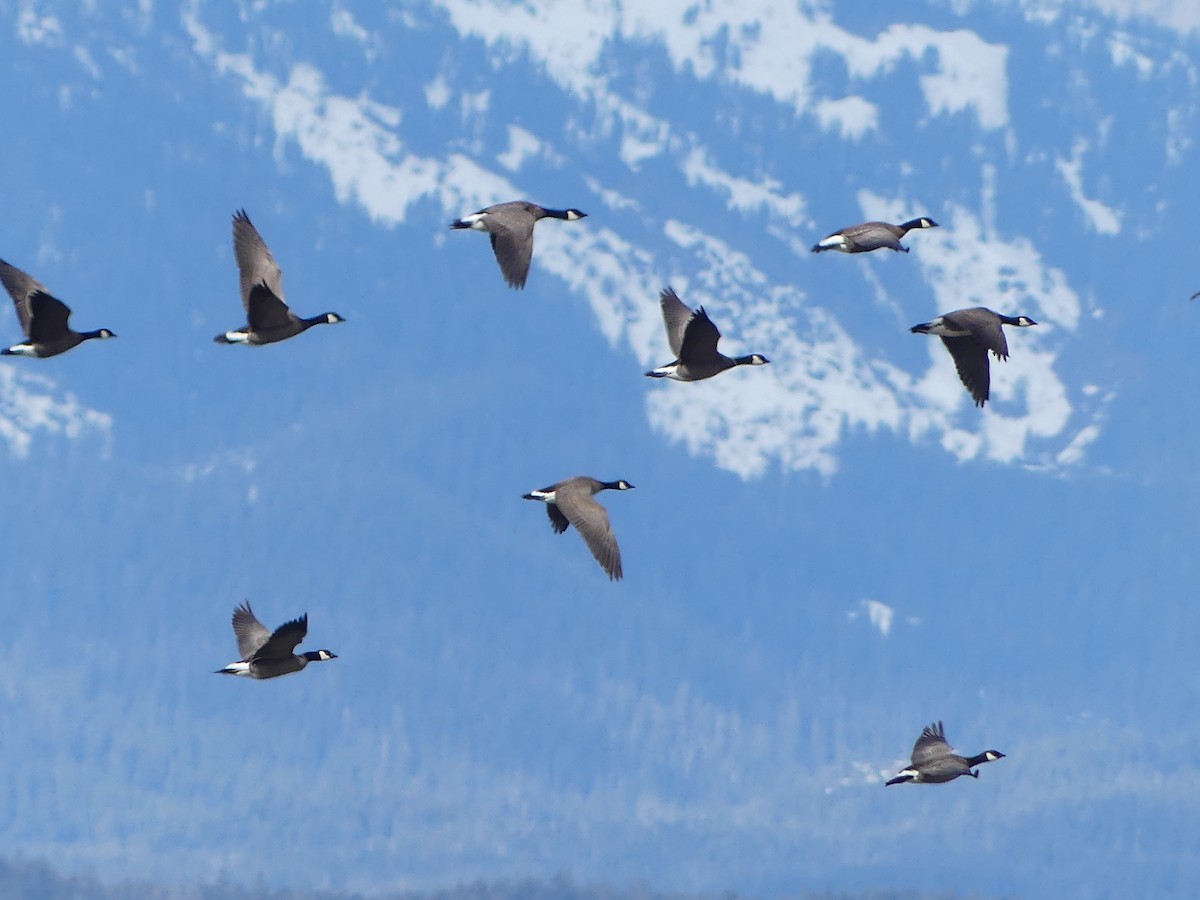 Cackling Goose - Gus van Vliet