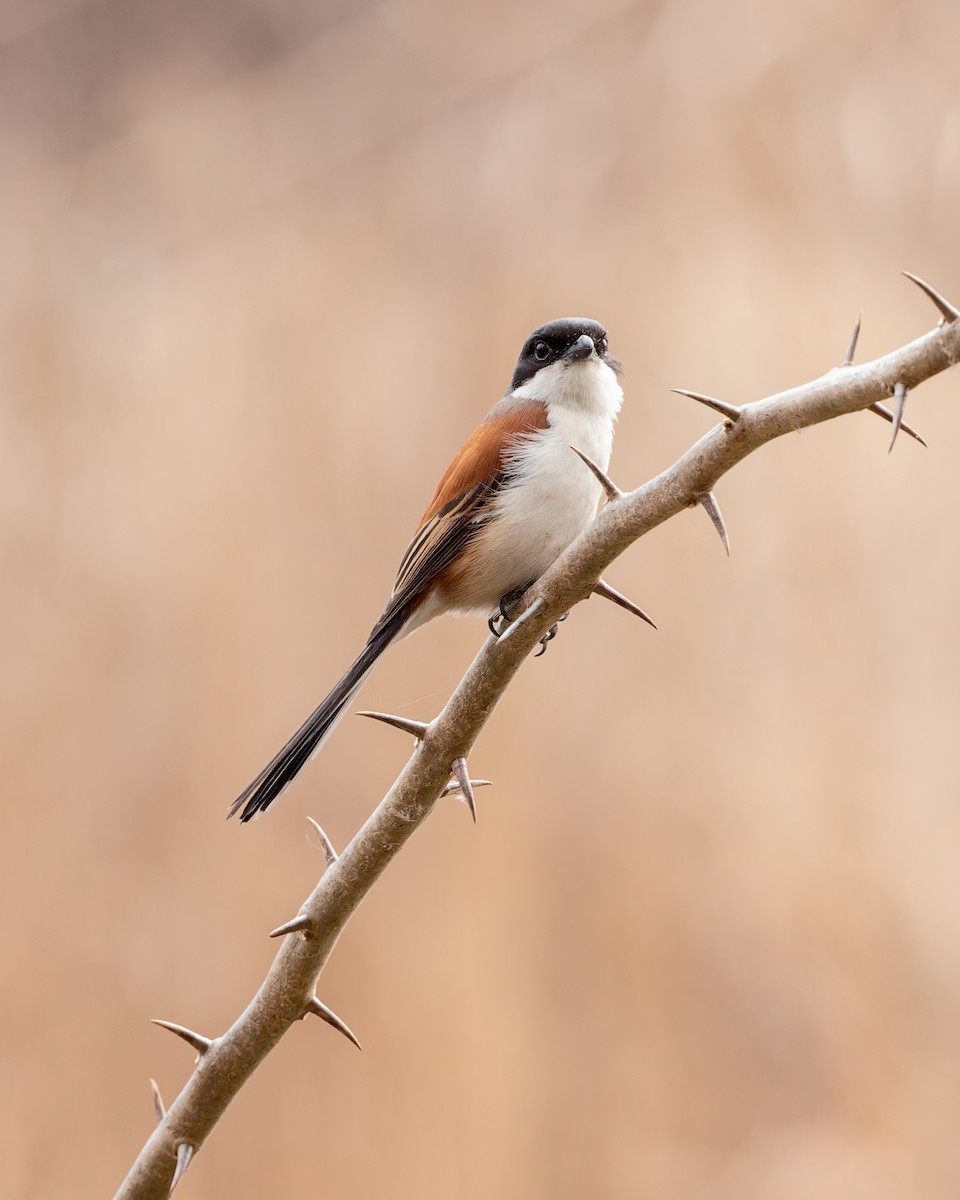 Long-tailed Shrike - Ma Yan Bryant