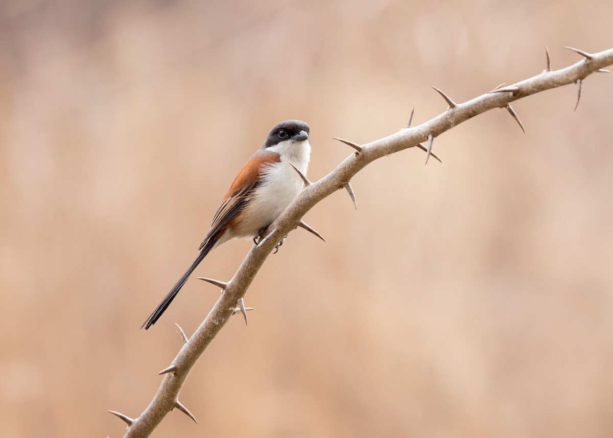 Long-tailed Shrike - Ma Yan Bryant