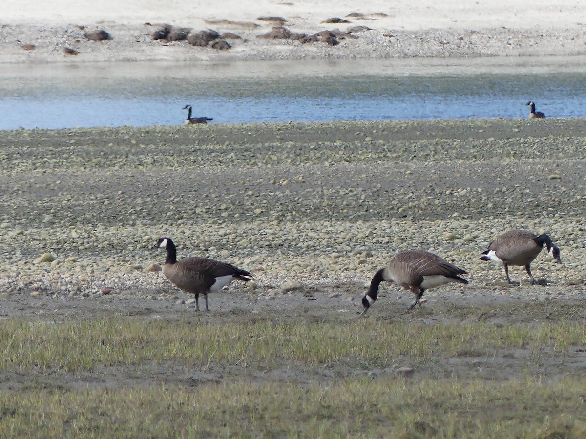 Barnacla Canadiense Grande (occidentalis/fulva) - ML619239375