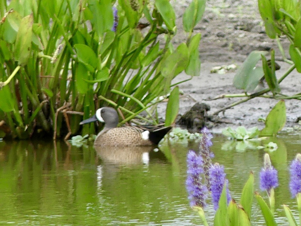 Blue-winged Teal - Eileen Cole