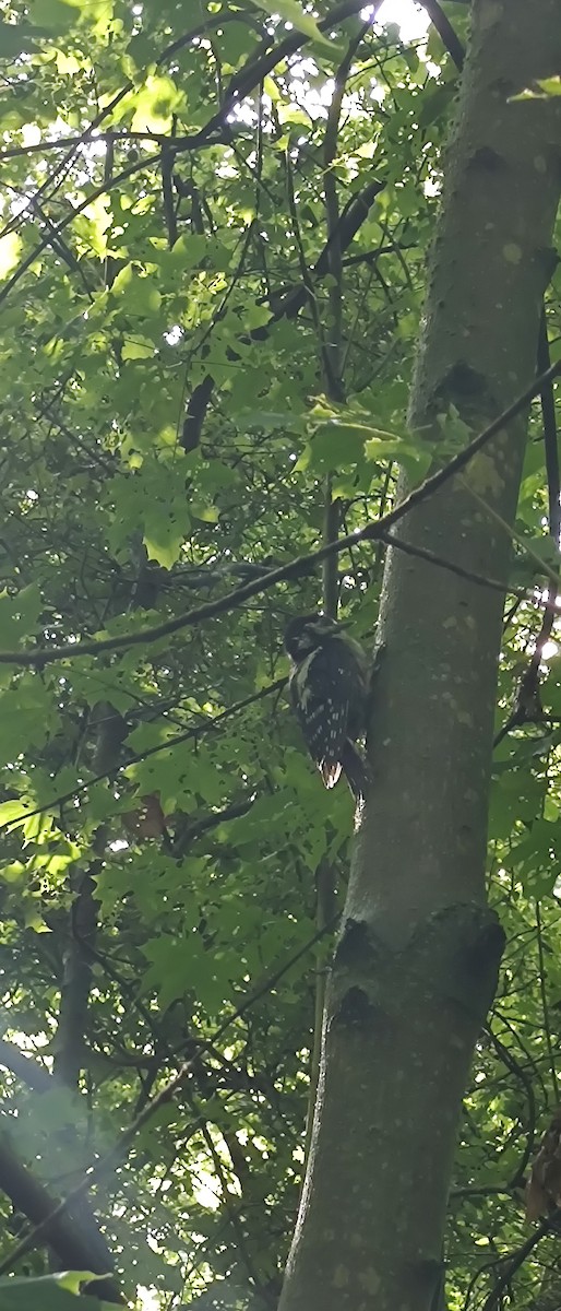 Great Spotted Woodpecker - ML619239385