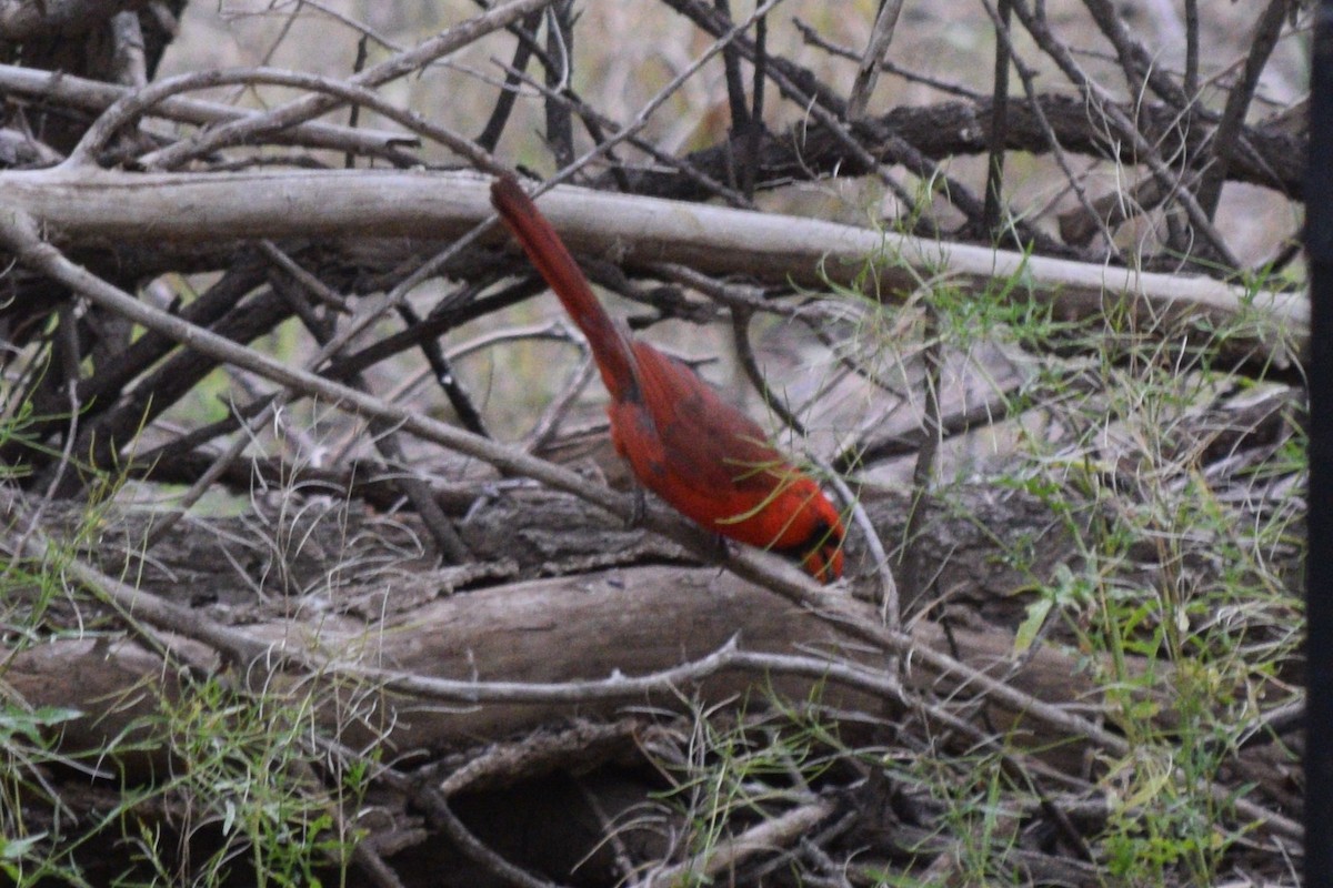 Northern Cardinal - ML619239387