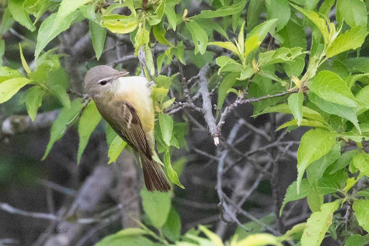 Bell's Vireo - Rita Flohr