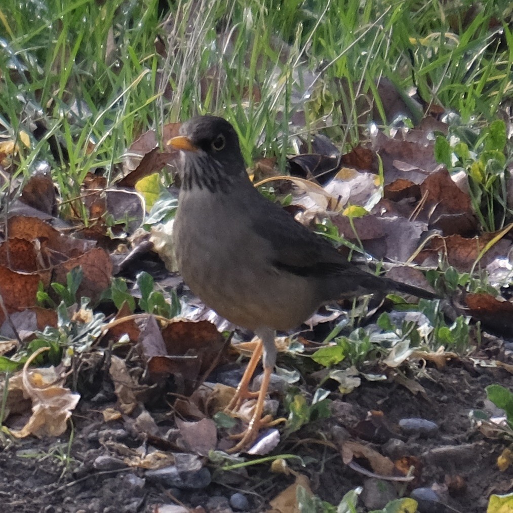 Austral Thrush - Alan Middleton