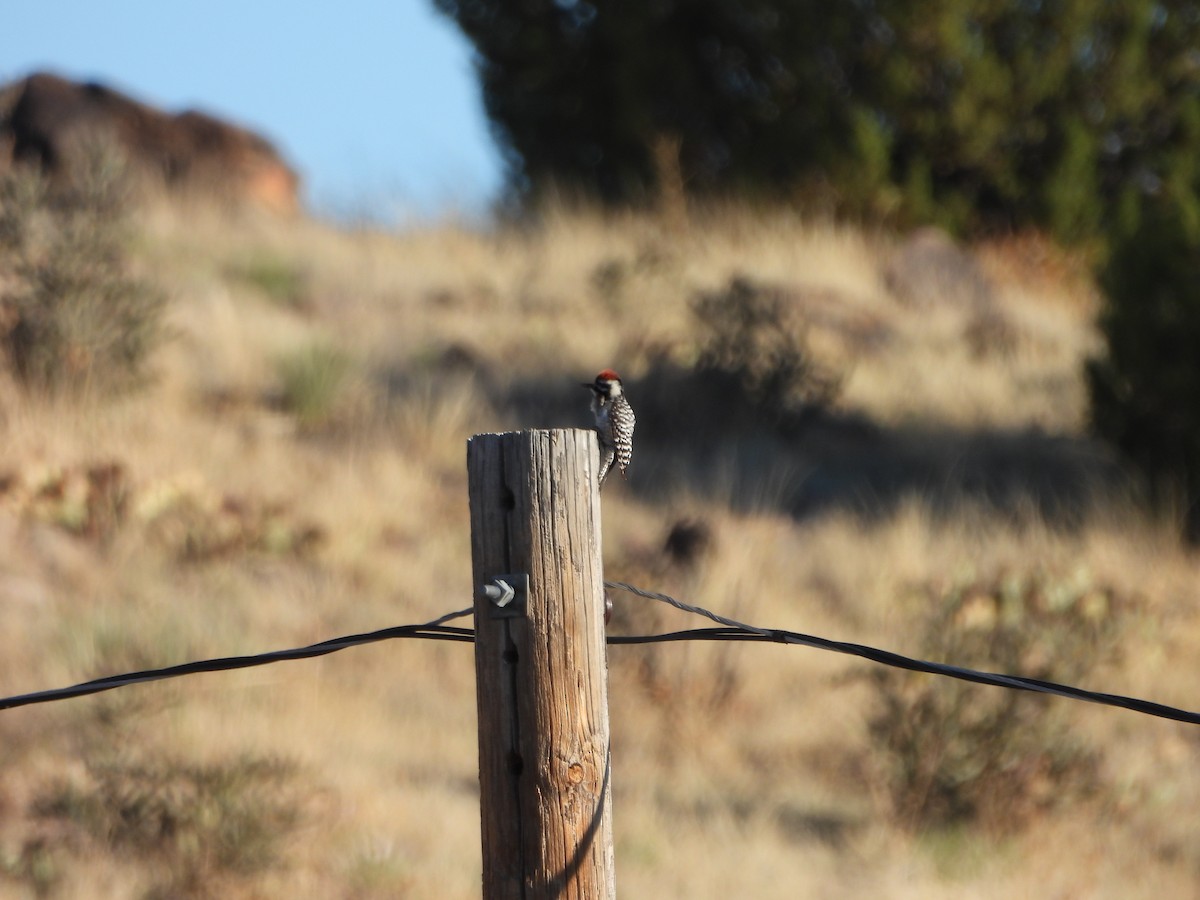 Ladder-backed Woodpecker - ML619239394