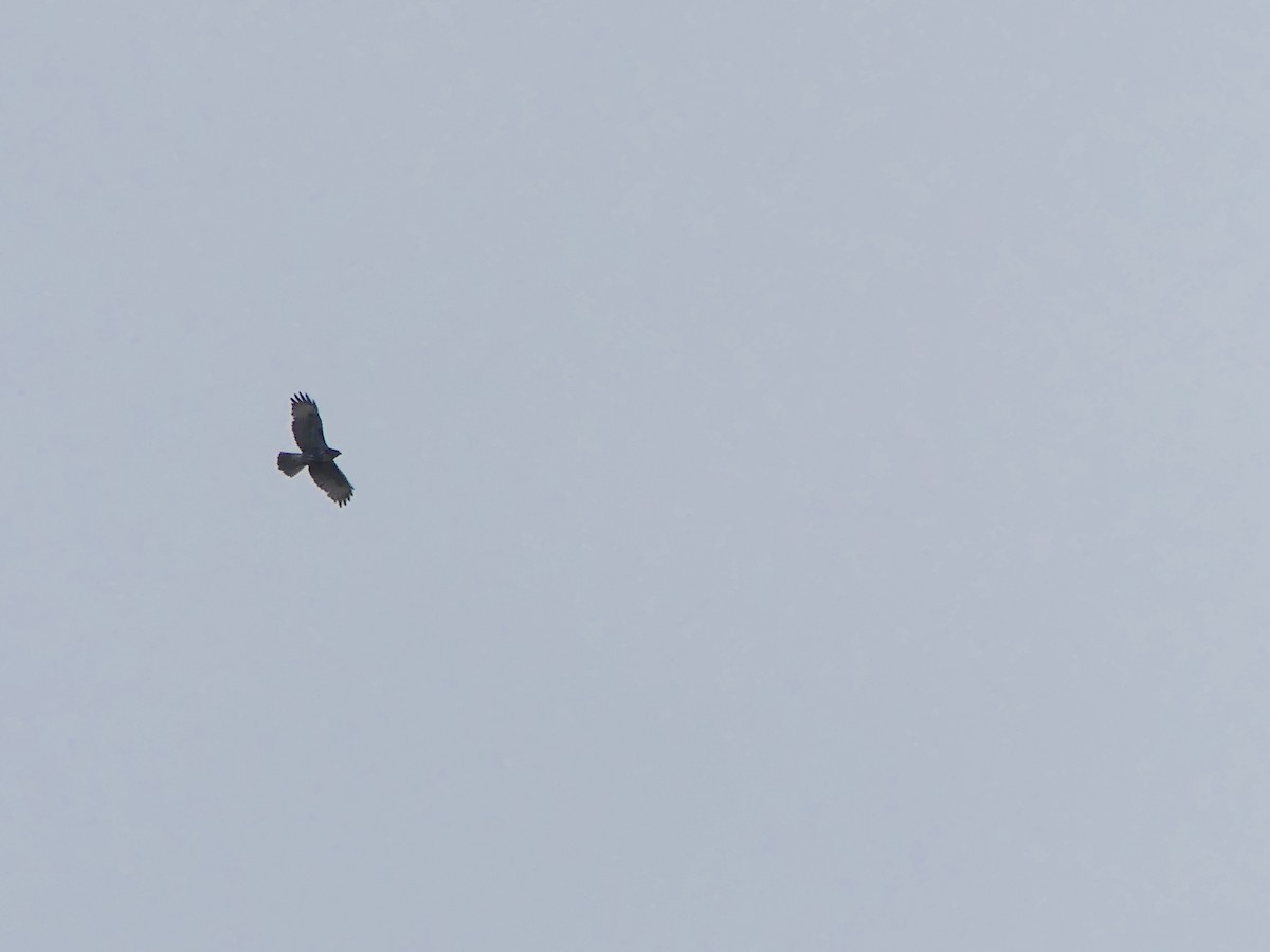 Red-tailed Hawk - Gus van Vliet