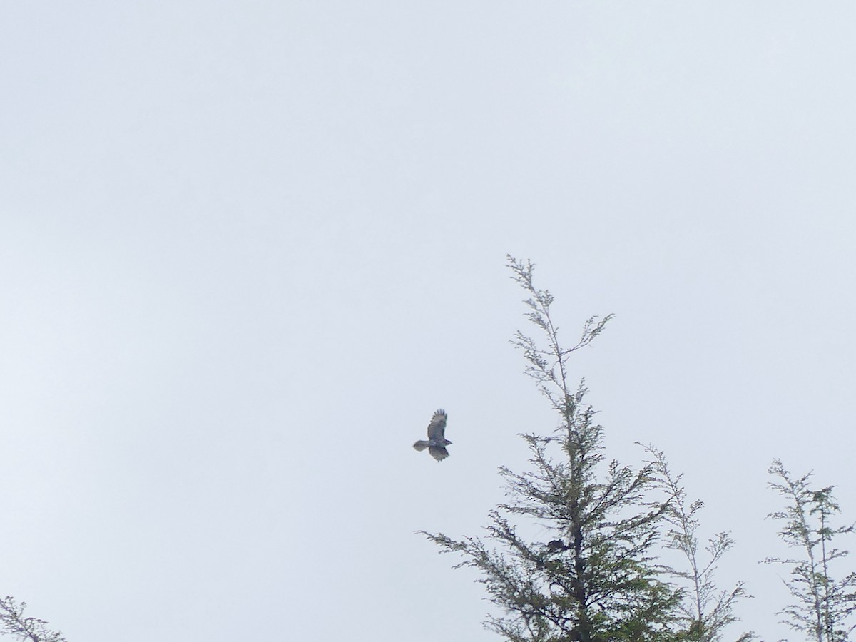 Red-tailed Hawk - Gus van Vliet