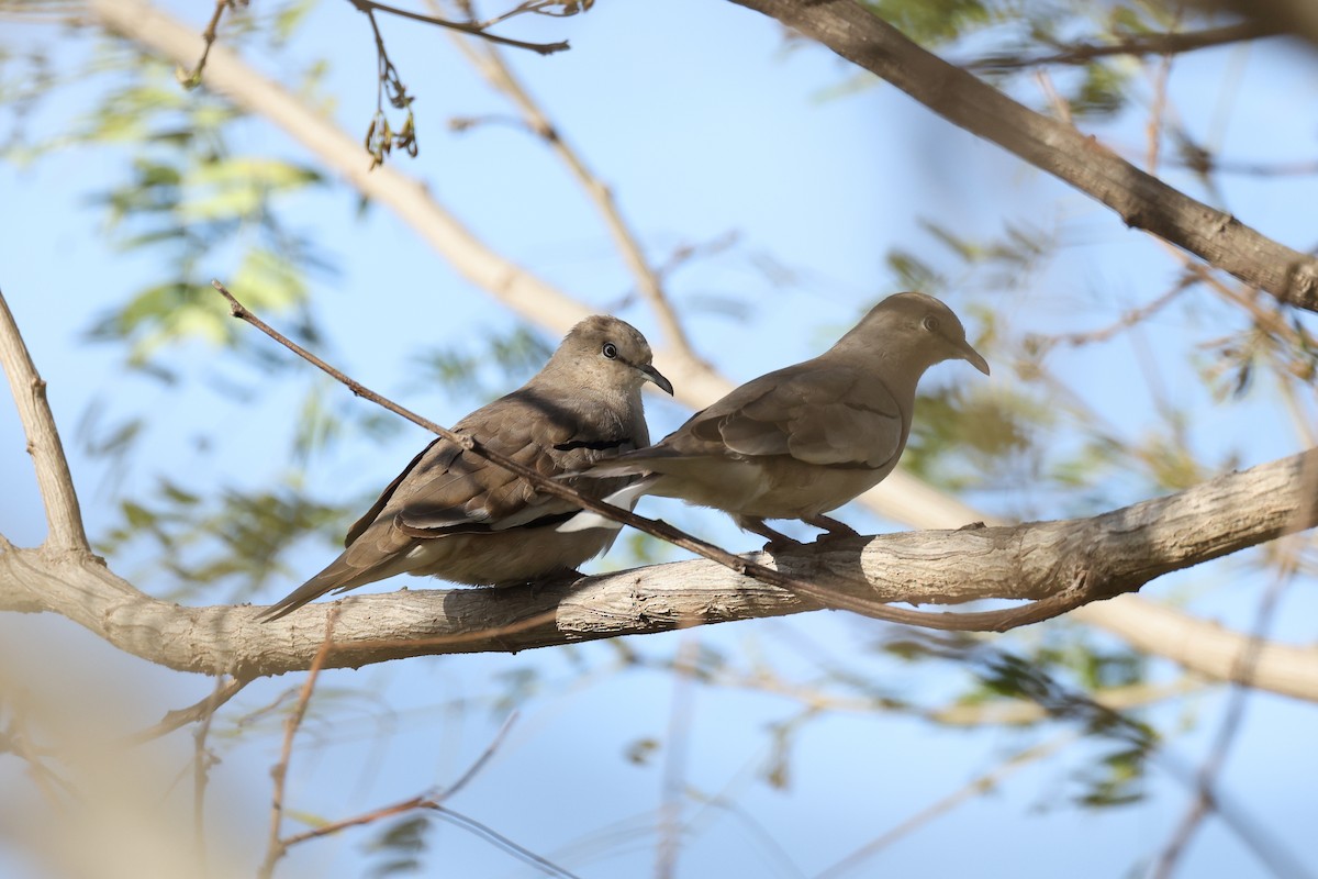 Picui Ground Dove - ML619239409