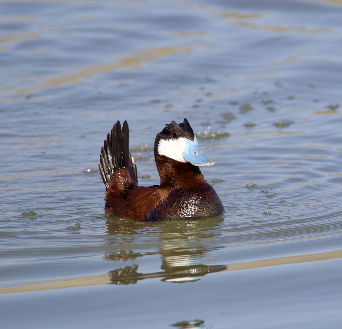 Ruddy Duck - Jordan Juzdowski