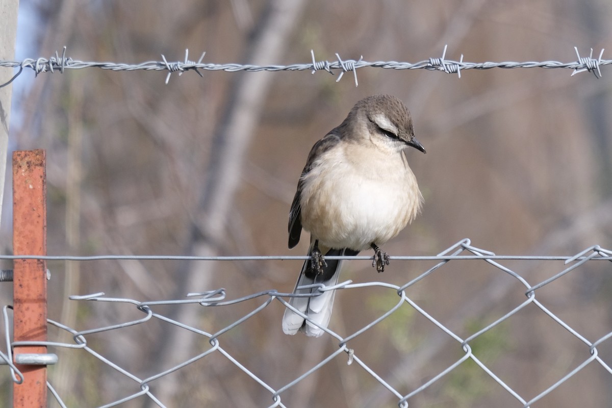 Chalk-browed Mockingbird - ML619239415
