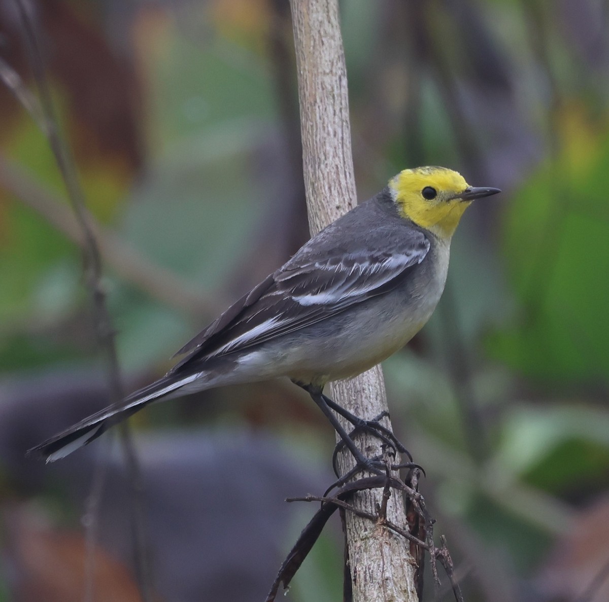 Citrine Wagtail (Gray-backed) - ML619239437