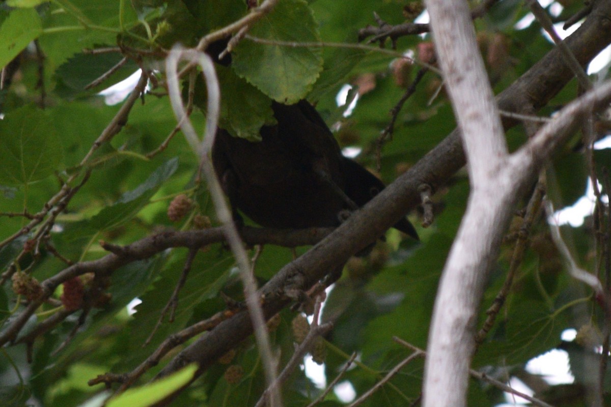 Common Grackle - ML619239440