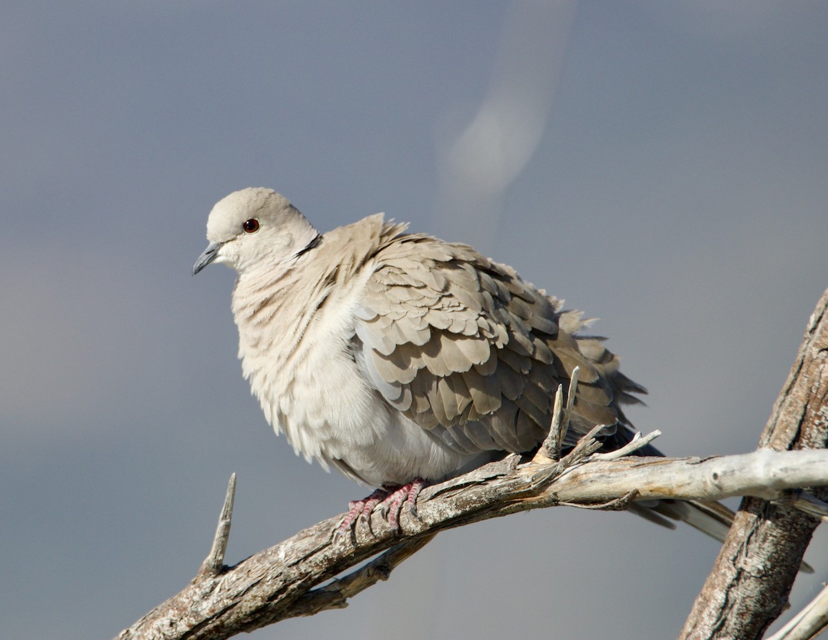 Eurasian Collared-Dove - ML619239444