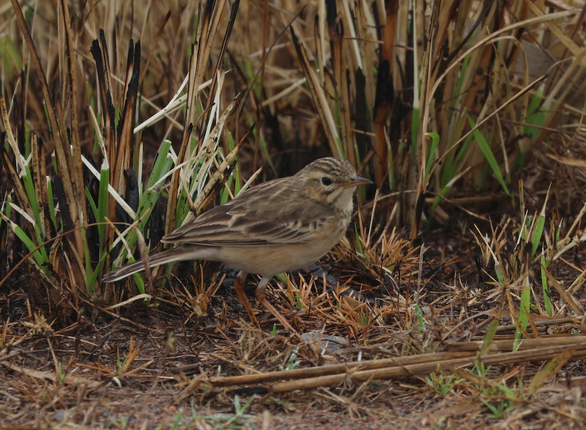 Blyth's Pipit - Ayan Kanti Chakraborty