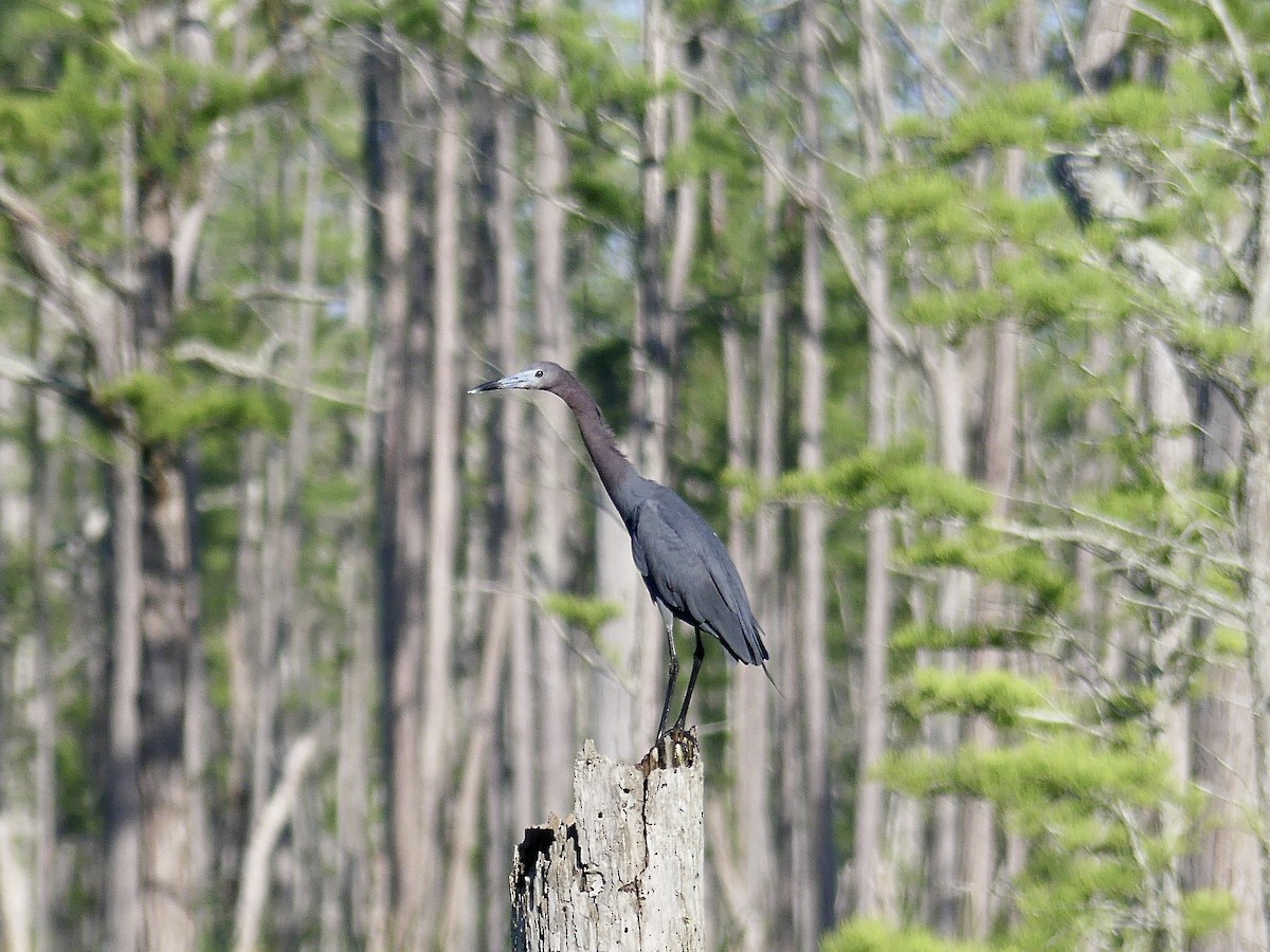 Little Blue Heron - Charles  Crawford