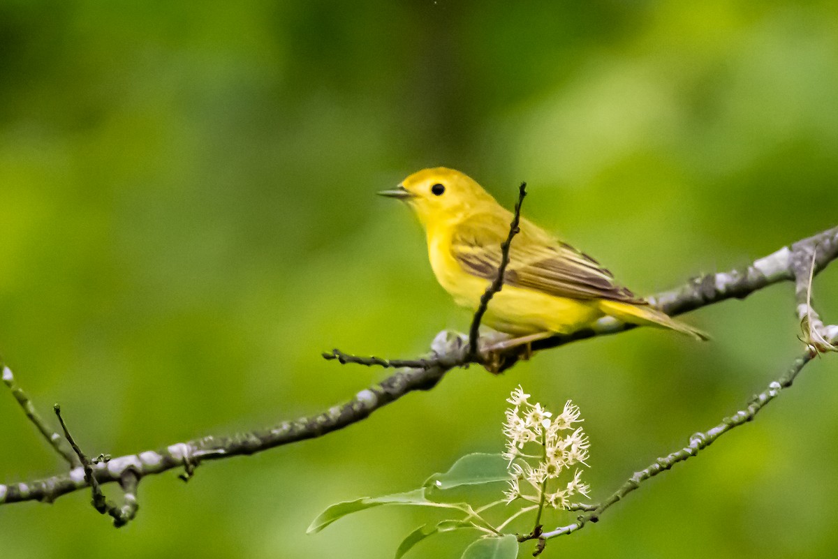 Yellow Warbler - ML619239475