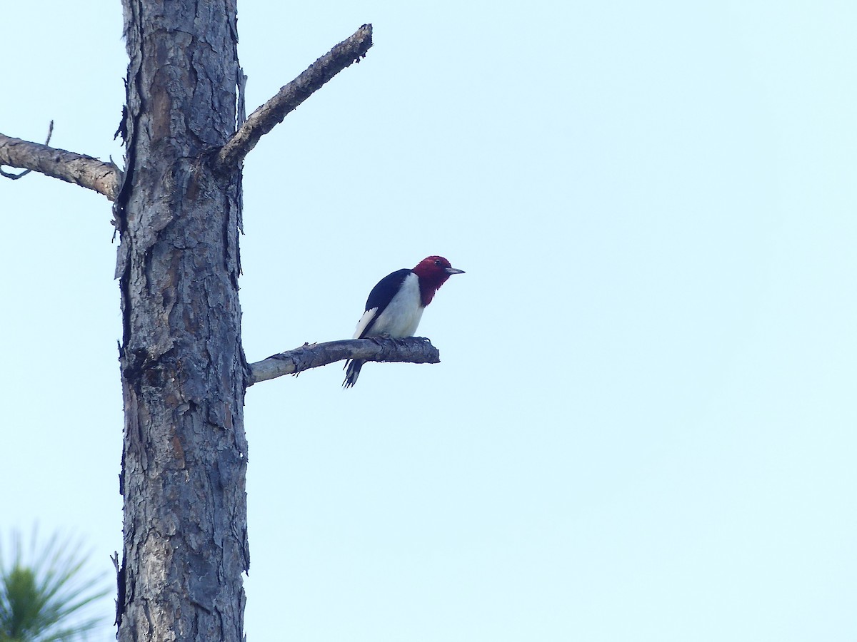 Red-headed Woodpecker - Charles  Crawford