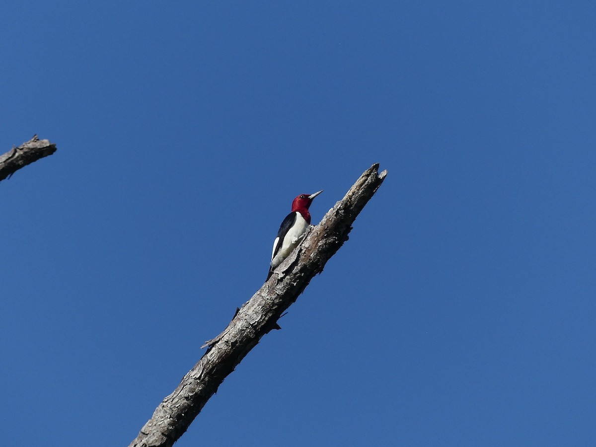 Red-headed Woodpecker - Charles  Crawford