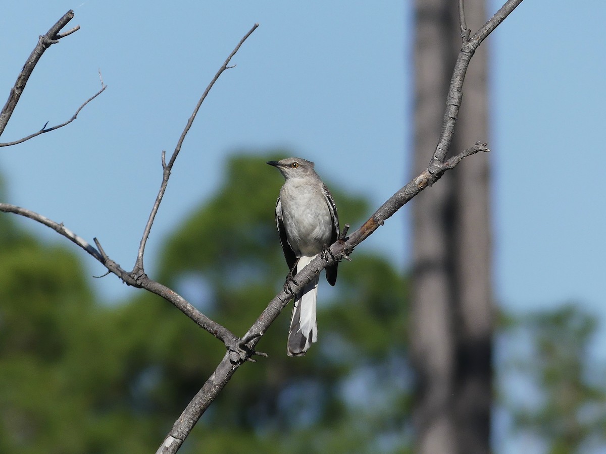 Northern Mockingbird - Charles  Crawford