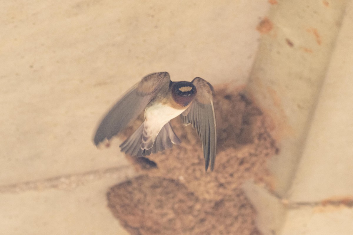 Cliff Swallow - ML619239516