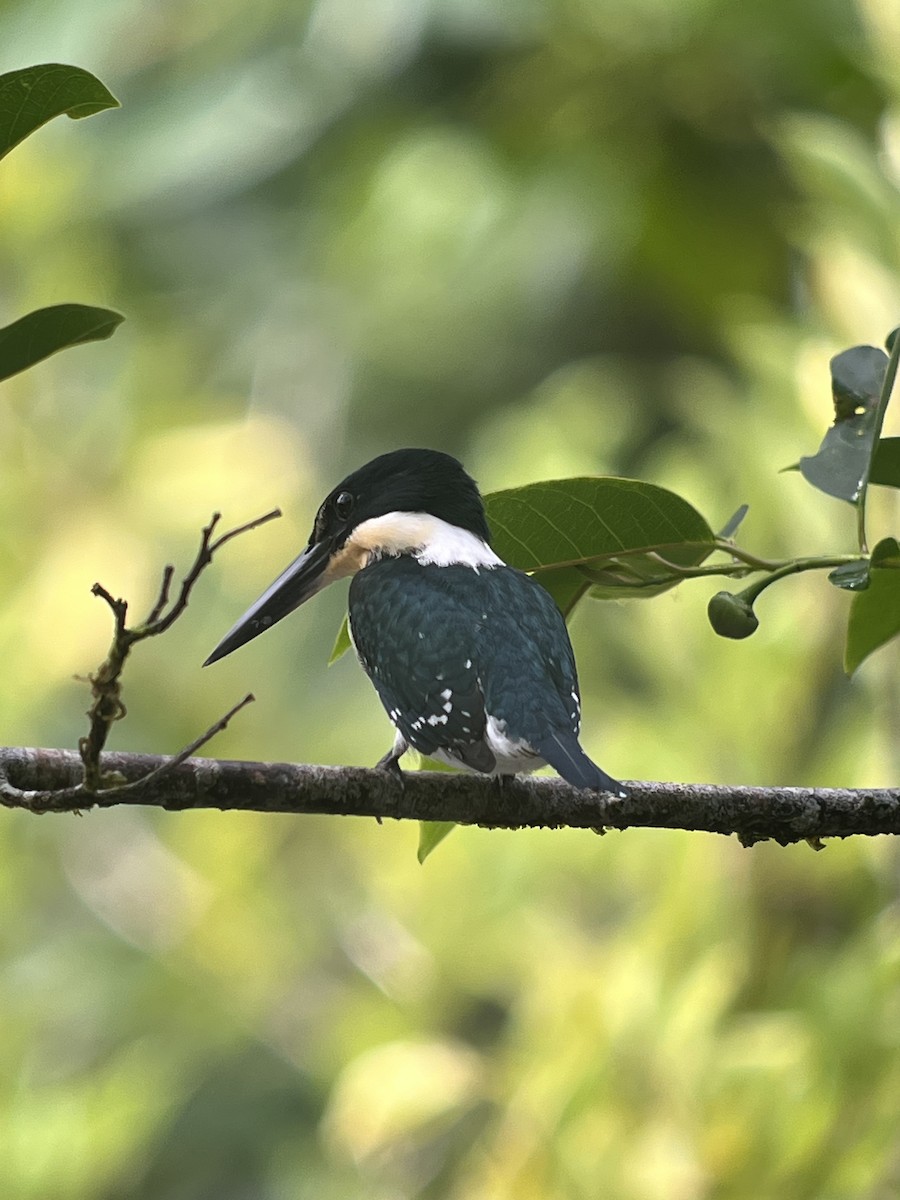 Amazon Kingfisher - Brenda Sánchez