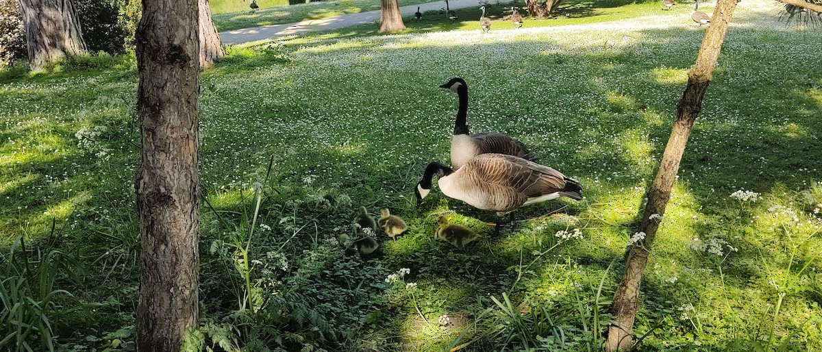 Canada Goose - ML619239533