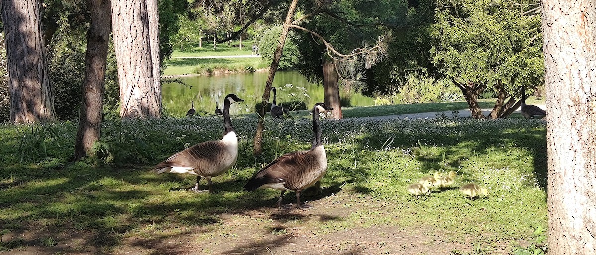 Canada Goose - ML619239534