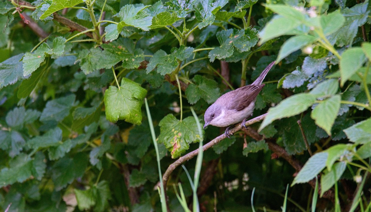 Lesser Whitethroat - František Straka