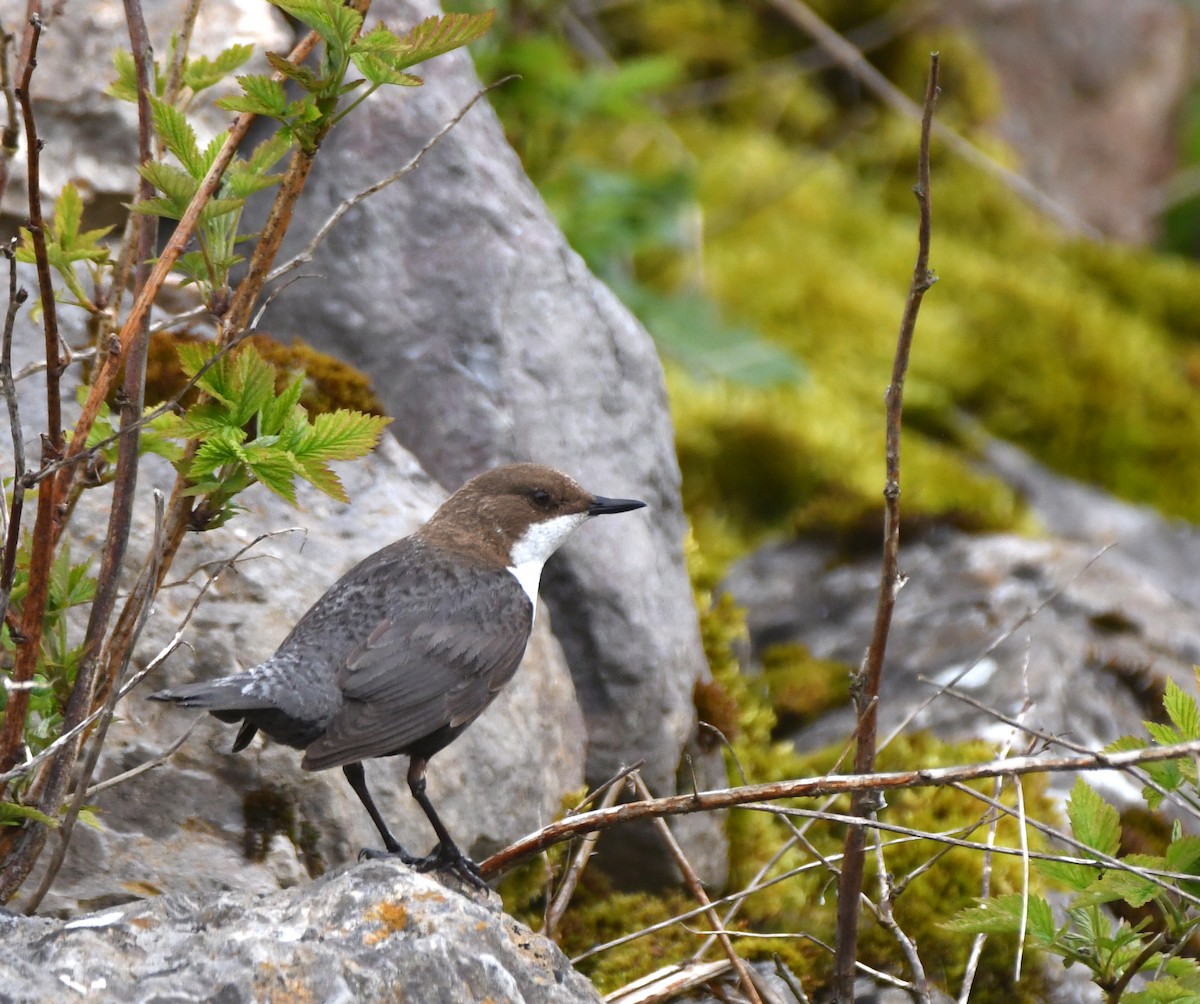 White-throated Dipper - Marie Beyly