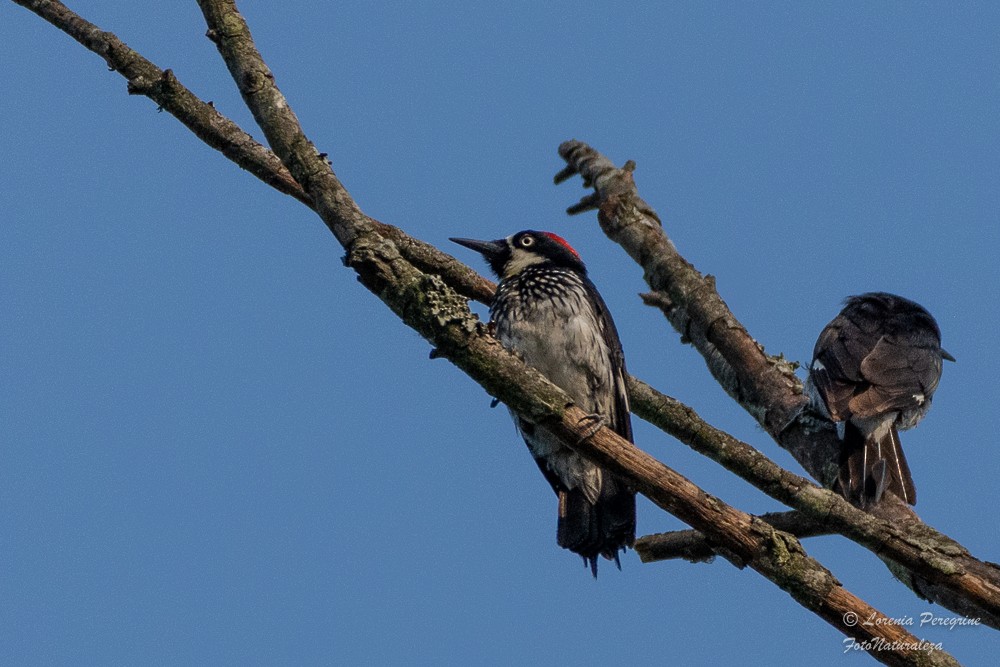 Acorn Woodpecker - lorenia Peregrine