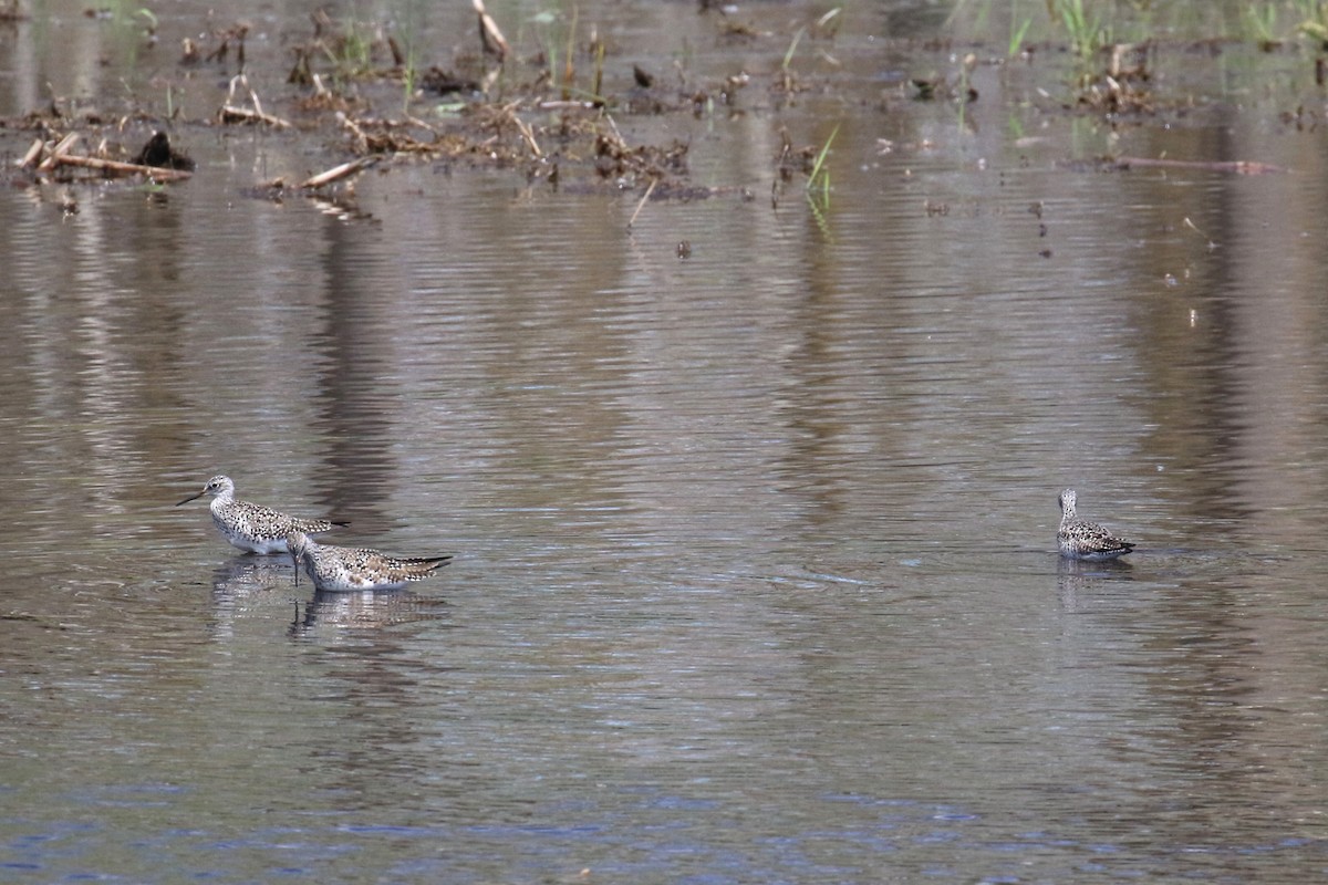 Lesser Yellowlegs - ML619239571