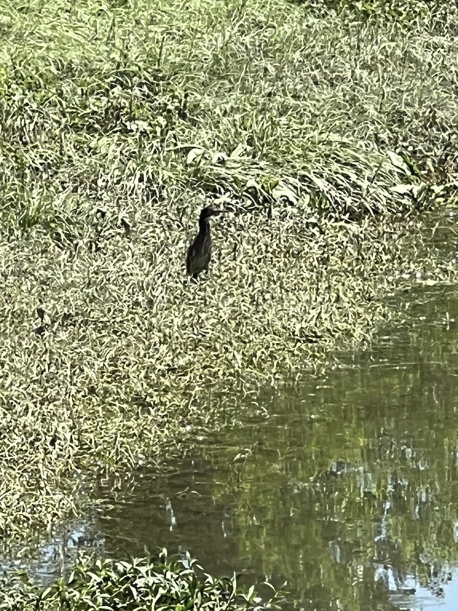 Green Heron - ML619239578